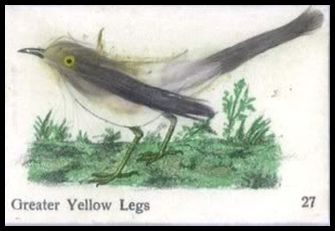 27 Greater Yellow Legs